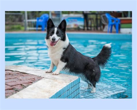 The Lovable Charm of Black and White Corgis: A Guide to This Popular ...