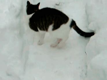 cats snow gif | WiffleGif