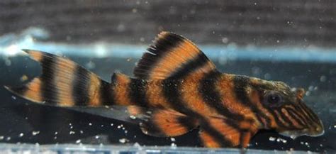 L397 Pleco | Get Gills