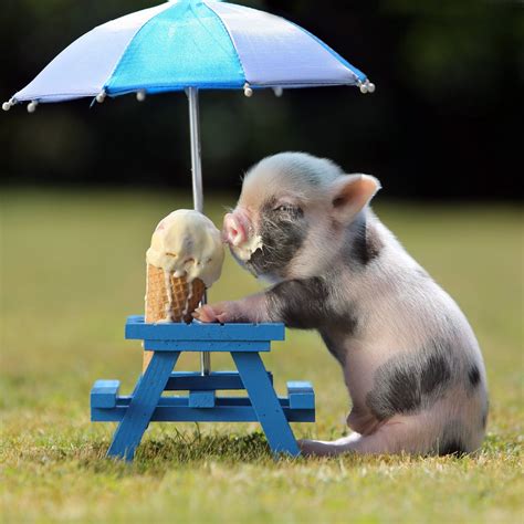 miniature pig eating icecream - Image Abyss