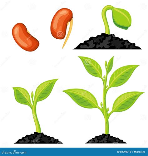 Plant Growth Stages from Seed To Sprout. Vector Illustration Stock ...