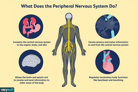 Peripheral Nervous System Structure