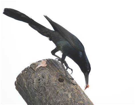 Image Gallery: Return to Lake Apopka Restoration Area - Volusia Naturalist