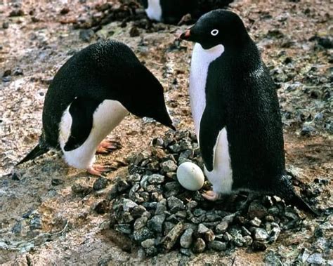 14 Facts about Adélie Penguins - Lifespan, Habitat, Diet & More | Facts.net in 2021 | Adelie ...