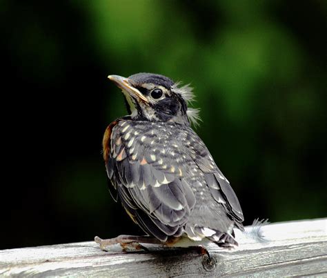 American Robin Fledgling First Flight Photograph by Debbie Oppermann