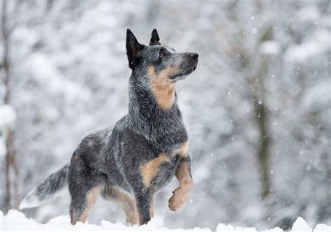 Australian Cattle Dog Training - Dog Obedience Advice