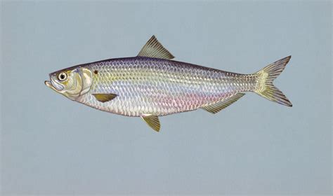 Public Domain Picture | Blueback herring | ID: 13489880417308 ...