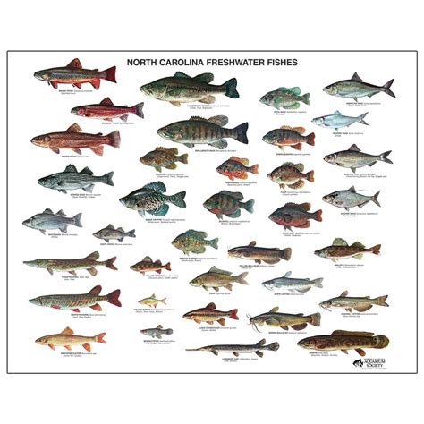 NC Freshwater Fish Poster | North Carolina Aquarium Society