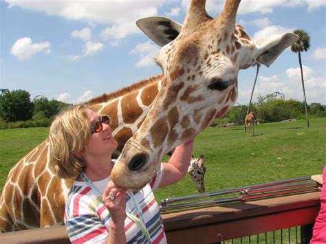 Wild rides and wild animals at Busch Gardens Tampa