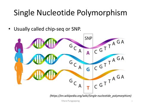 Single Nucleotide Polymorphism Analysis (SNPs)