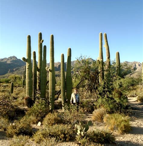 Sabino Canyon – My Favorite Westerns