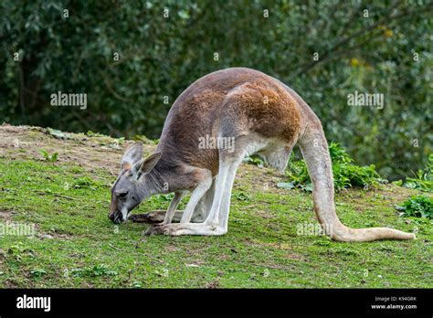 Red kangaroo eating hi-res stock photography and images - Alamy