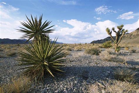 Principales ecosistemas de México y sus características - conócelos aquí