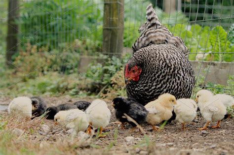 Hen and Her Chicks | High-Quality Animal Stock Photos ~ Creative Market