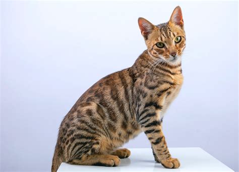 A Guide to Bengal Cat Colors: Exploring the Many Variations - Cat Lovers Nook