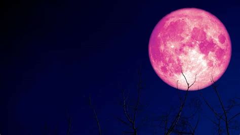 Full Moon Strawberry Moon 2024 - Merle Stevana