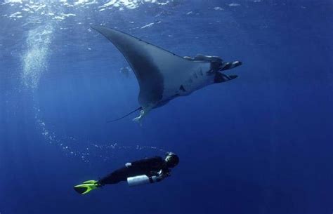 Manta Ray Swimming with Divers (9 pics) - Izismile.com