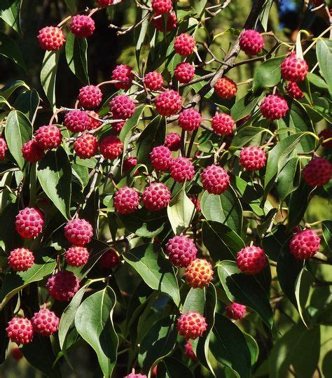 Dogwood Berries / Cornus kousa Fruit | Ornamental plants, Dogwood ...