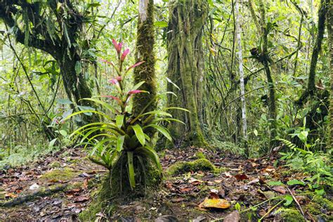 Amazon Rainforest Medicinal Plants Images | informacionpublica.svet.gob.gt