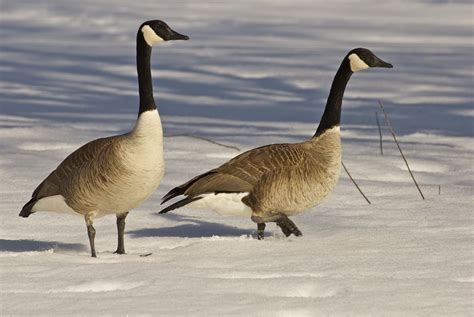 Savoring Servant: Canada Geese are back and complaining