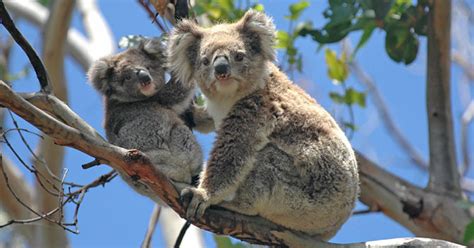 Koala bites cause wound infections in Australia