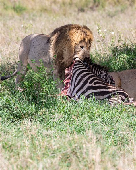 Serengeti-Lions - Adam Goldberg Photography