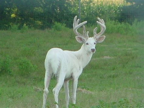 17 Best images about Albino Animals on Pinterest | Beluga whale, Palomino and Deer