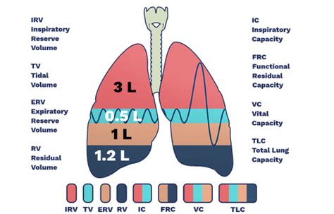 Inspiratory Capacity Volume