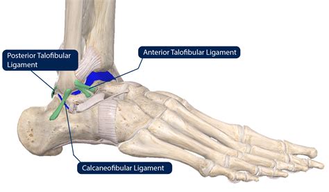 Chronic Ankle Instability FAQs | Foot and Ankle | Doctor Articles | Asia Medical Specialists