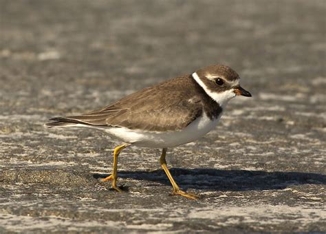 Semipalmated Plover - Owen Deutsch Photography