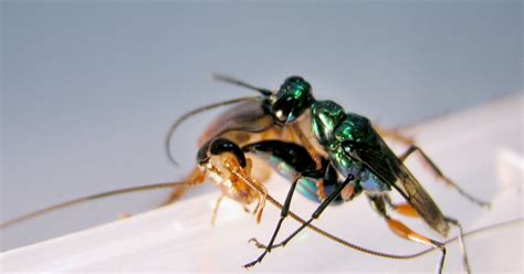 Absurd Creature of the Week: The Wasp That Enslaves Cockroaches With a Sting to the Brain | WIRED