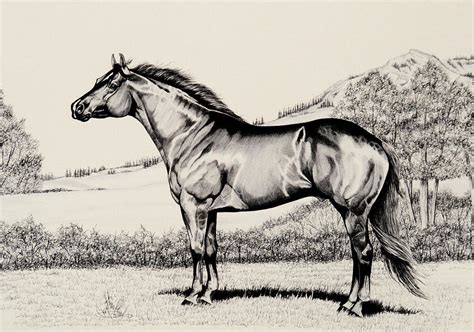 Quarter Horse Drawing