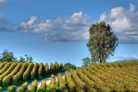 5 Best Sparkling Wine Regions to Visit in 2024 | Winetourism.com