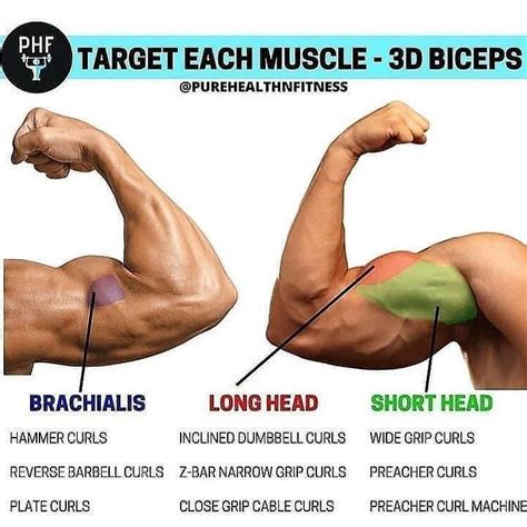 Here’s The Best Route To Bigger Biceps With This Superset Workout - GymGuider.com | Bicep muscle ...