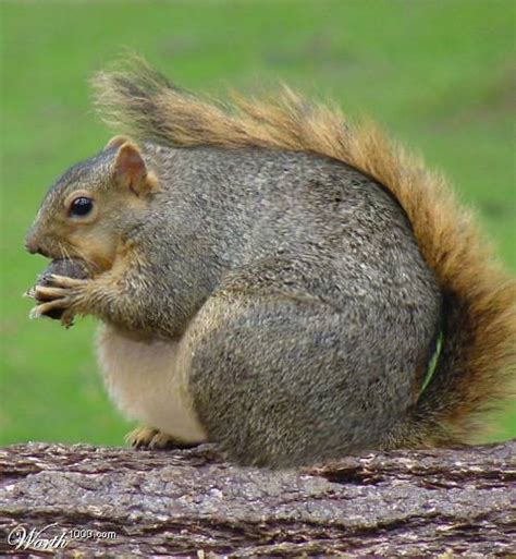 Fat Squirrel - Squirrels Photo (855818) - Fanpop