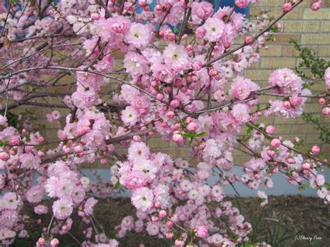 Double flowering plums (our “northern cherry blossoms!”). – Flowery Prose