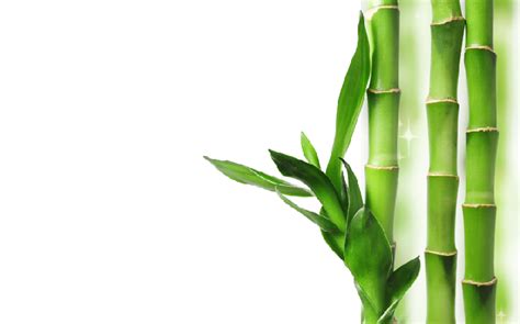 Bamboo Transparent Background Transparent HQ PNG Download | FreePNGImg