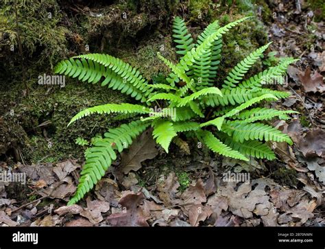 Common polypody fern hi-res stock photography and images - Alamy