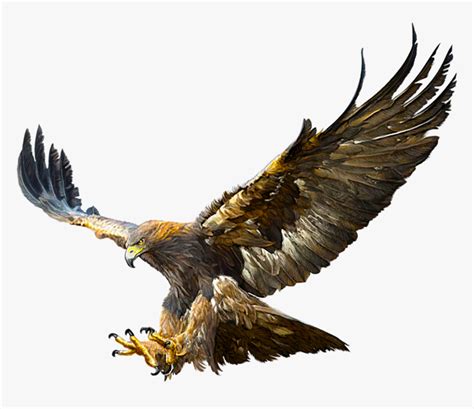 Bald Eagle Golden Eagle Flight Drawing - Flying Golden Eagle Drawing, HD Png Download - kindpng