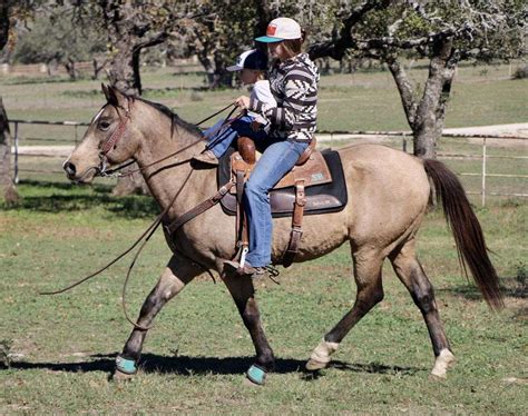 Full Video 11 Year Old Gorgeous Dapple Buckskin Trail, Playday, Gentle!