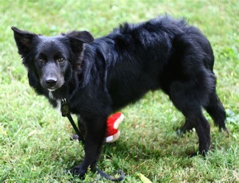 black border collie dogs | ... dog questions (border collie, vet, breeding, black) - - City-Data ...