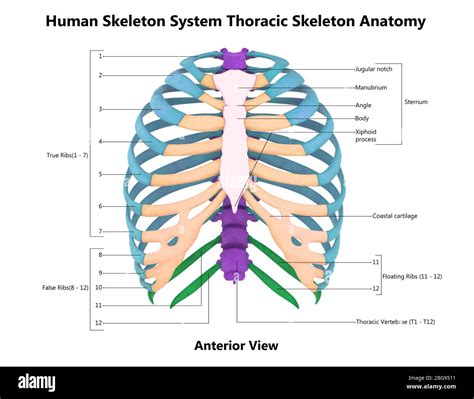 Thoracic Skeletal Anatomy