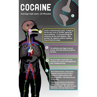 Buy Vinteja Charts Of - Cocaine Effects - A3 Poster Print Online @ ₹239 from ShopClues