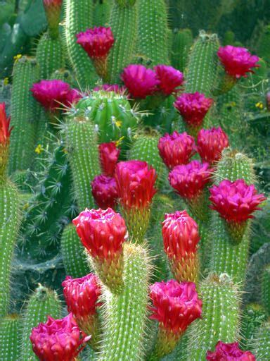 sonoran desert cacti sBabo15 photo taken 2004 | Desert cactus, Cactus, Sonoran desert