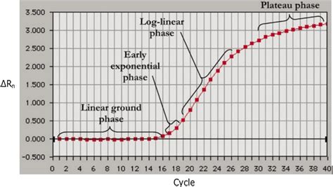 Phases of the amplification curve obtained from real-time RT-PCR [11 ...