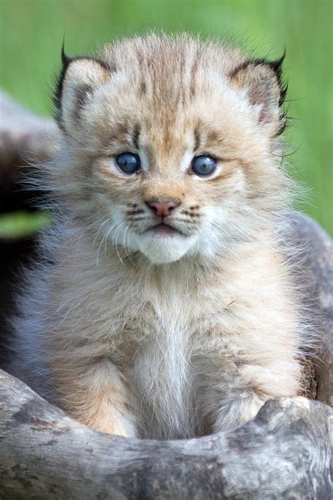 Lynx Cub Photograph by Jennifer Richards