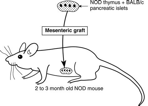 Grafts of supplementary thymuses injected with allogeneic pancreatic islets protect nonobese ...