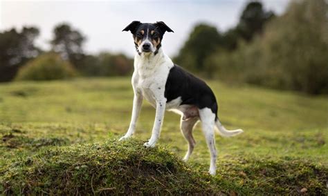 Rat Terrier Breed: Characteristics, Care & Photos | BeChewy