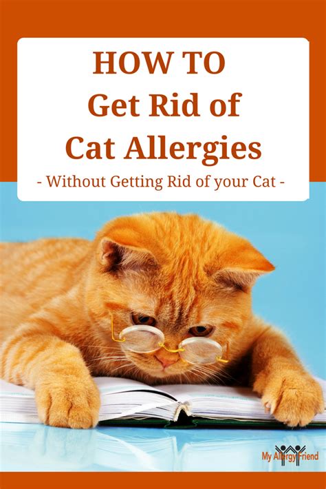 What to treat your cat allergies... even if you own a cat? This post ...