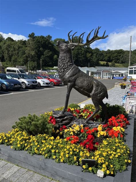 Stag at Rosebank Garden Centre beside... © Jennifer Petrie :: Geograph ...